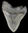 Bargain, Megalodon Tooth - South Carolina #43032-2